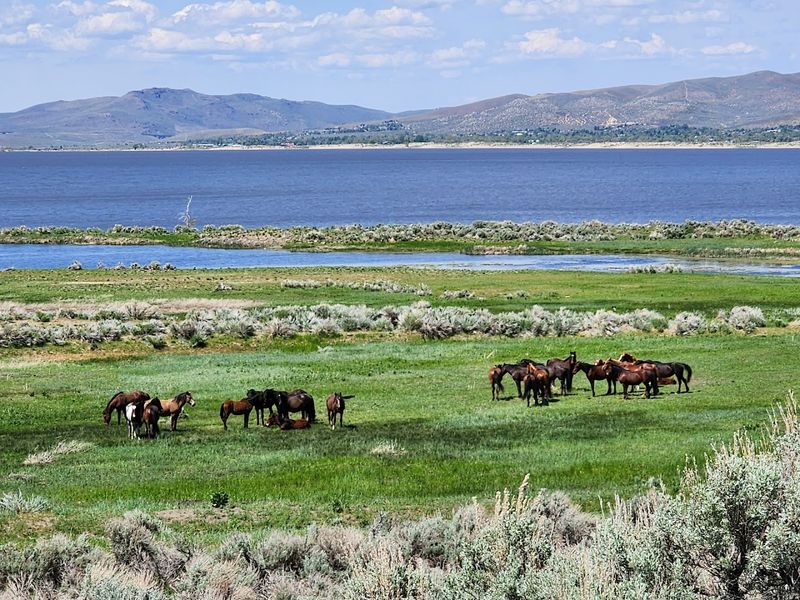 Wild Mustang Watching Along the Shoreline