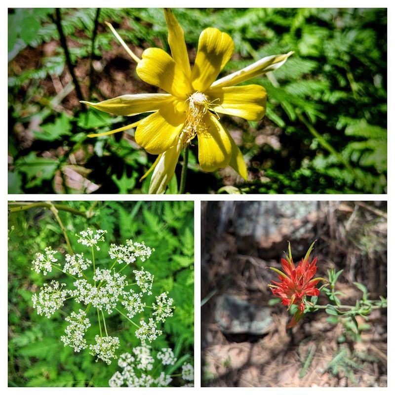 Wildflower Season in the Meadows