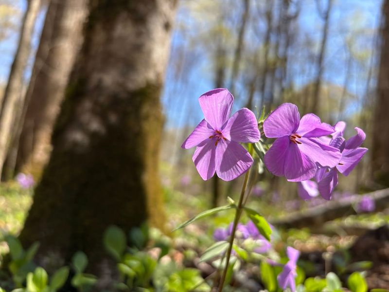 Wildflowers and Trilliums: A Spring Spectacle