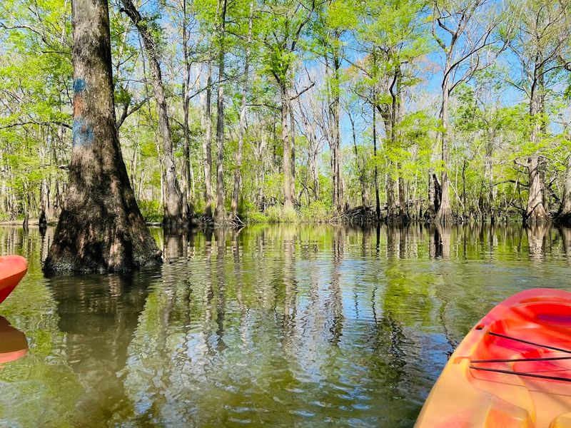 Wildlife Along Holmes Creek: Nature at Every Turn
