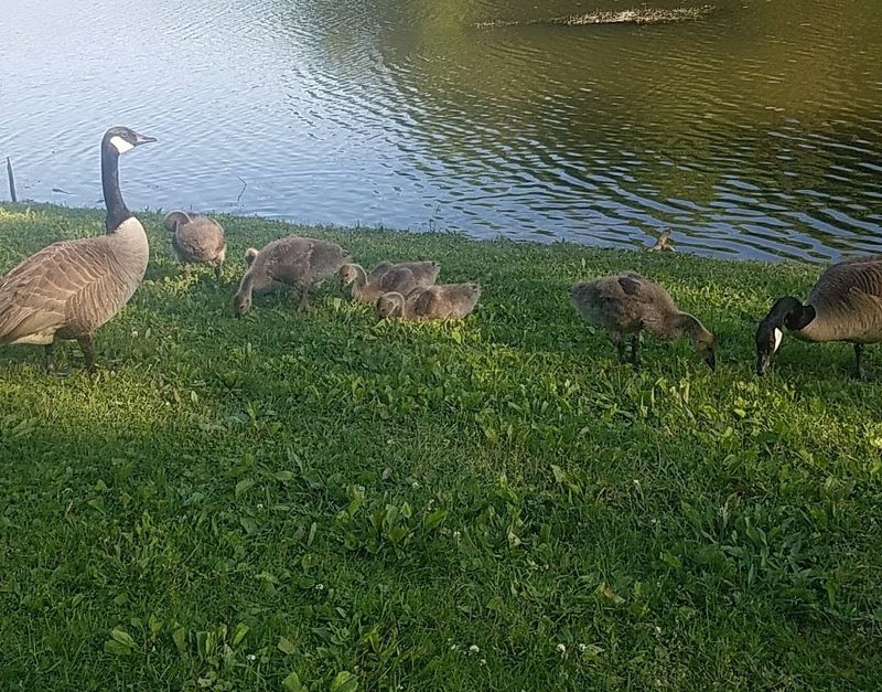 Wildlife Encounters Along Every Trail and Shoreline