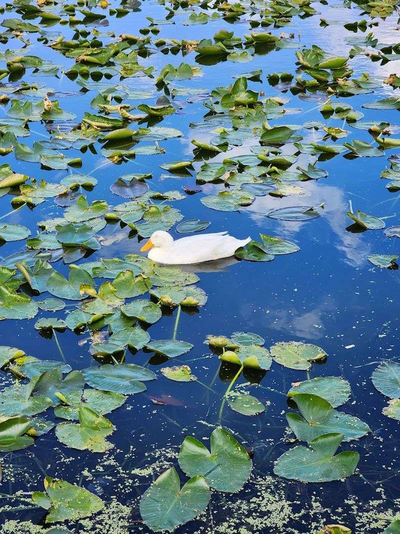 Wildlife Encounters Along the Lake Mirror Walkway
