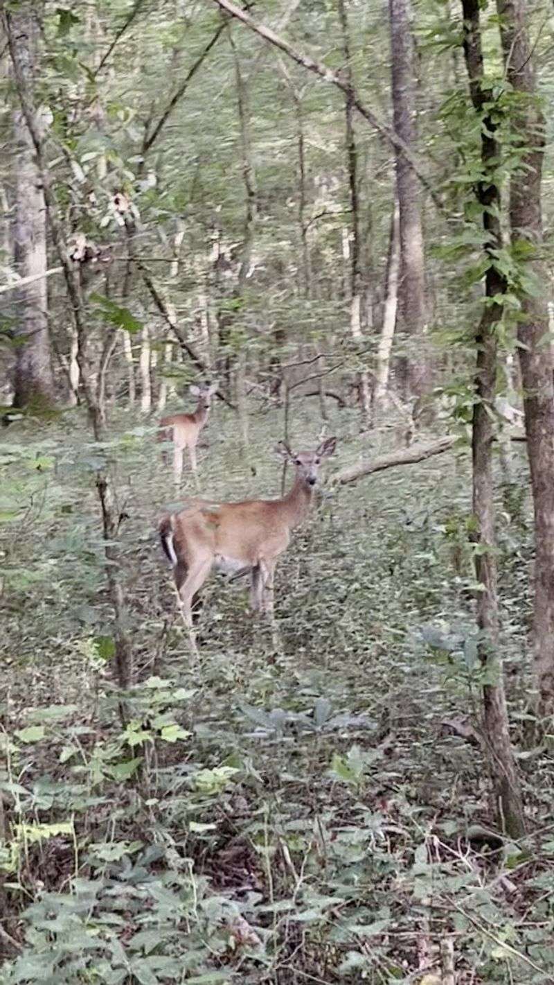 Wildlife Encounters Around Every Bend Wildlife Encounters Around Every Bend
