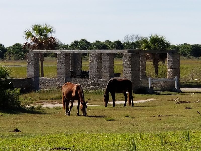 Wildlife Encounters Beyond the Famous Horses