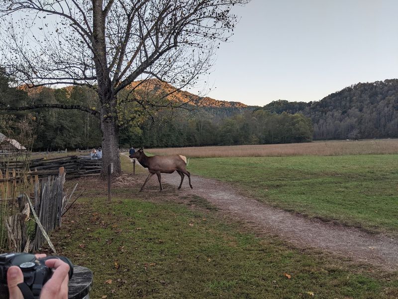 Wildlife Encounters: Elk, Bears, and the Wild Side of the Visit