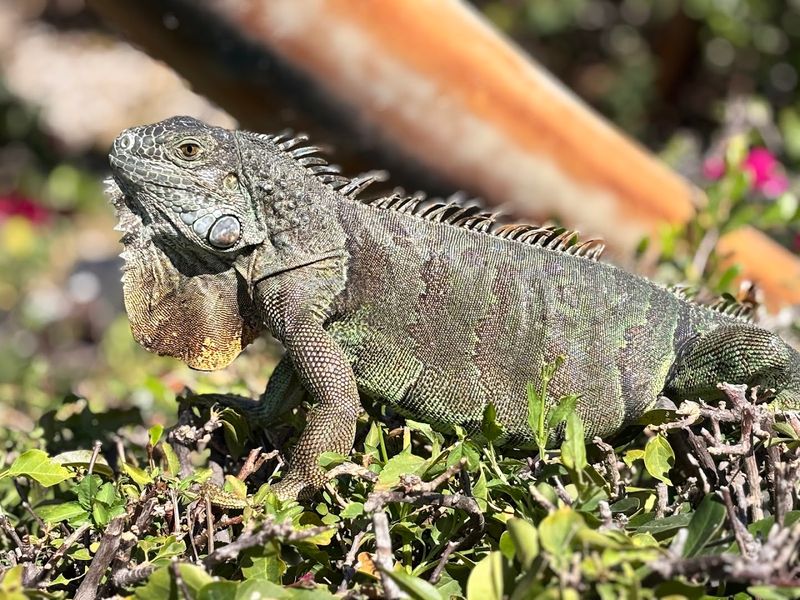 Wildlife Encounters: Iguanas Roaming the Grounds