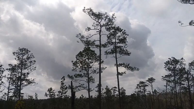 Wildlife Encounters Including Copperhead Snakes and Ticks Wildlife Encounters Including Copperhead Snakes and Ticks
