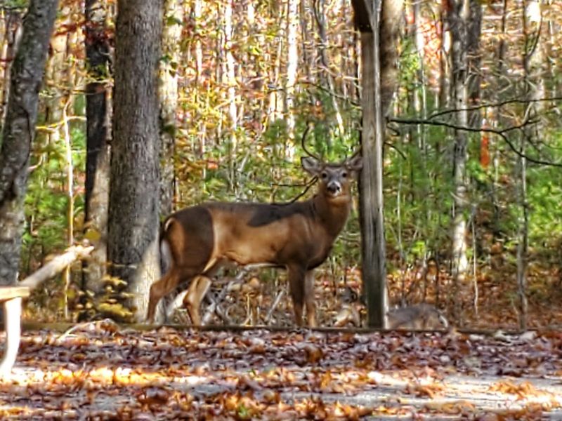 Wildlife Encounters That Catch You Off Guard