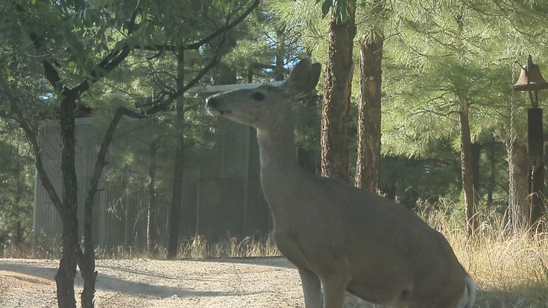 Wildlife Encounters That Feel Almost Too Wild to Be Real