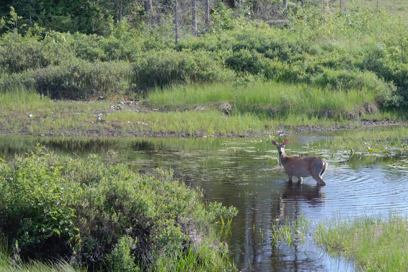 Wildlife Encounters That Make Every Trip Memorable
