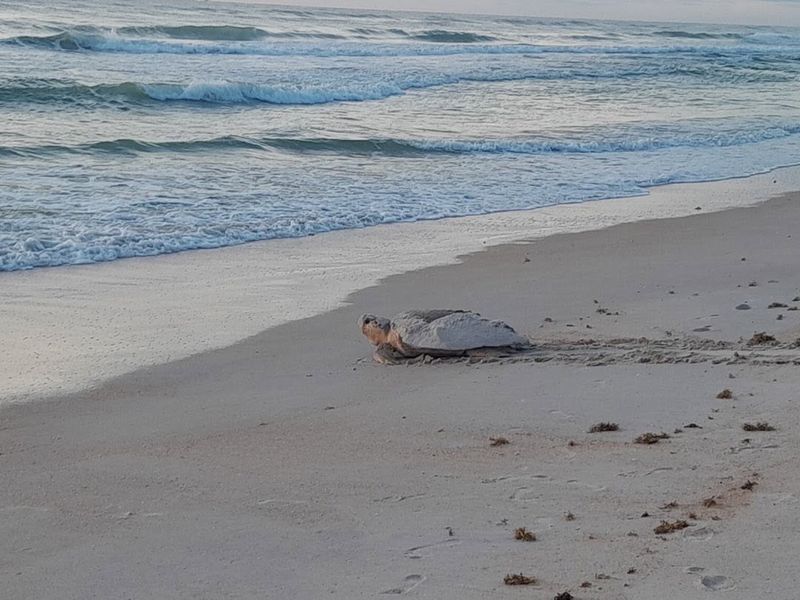 Wildlife Encounters That Make Every Visit Memorable