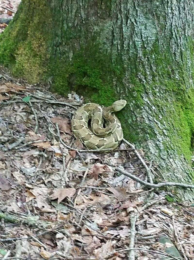 Wildlife Encounters That Will Catch You Off Guard Wildlife Encounters That Will Catch You Off Guard