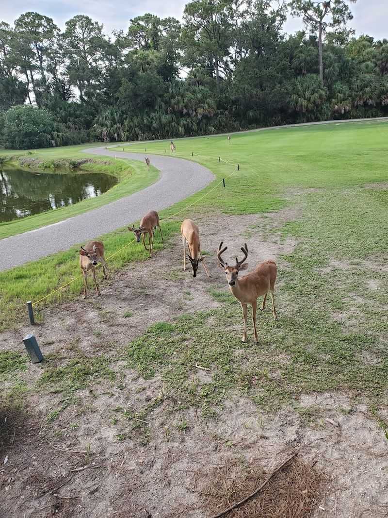 Wildlife Encounters That Will Genuinely Surprise You Wildlife Encounters That Will Genuinely Surprise You