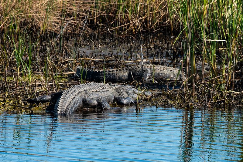 Wildlife Encounters That Will Leave You Speechless