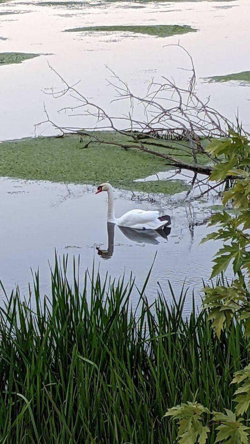 Wildlife Encounters Throughout the Park