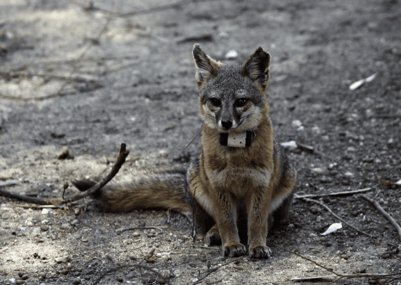 Wildlife Encounters You Won't Expect