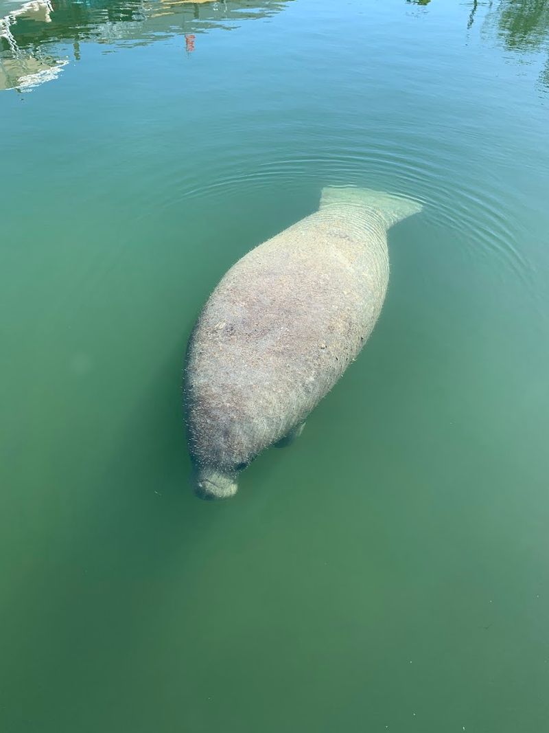 Wildlife Encounters You Would Never Expect In Florida