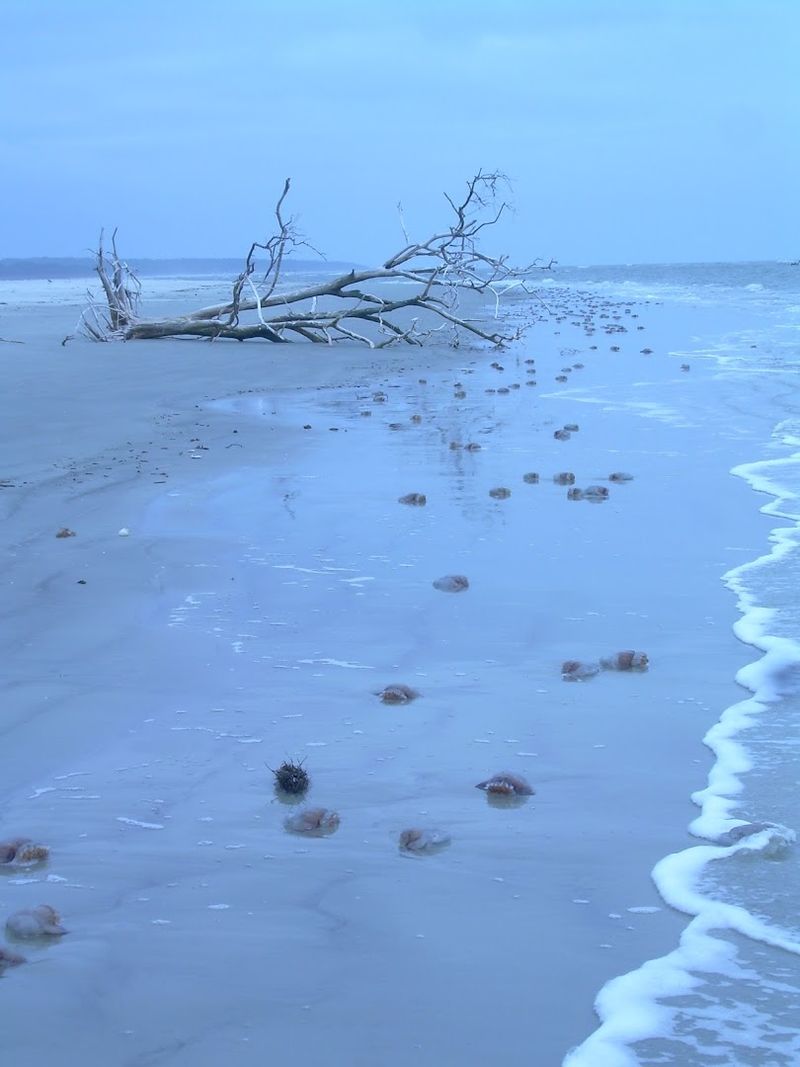 Wildlife Encounters You Would Not Expect at a Beach