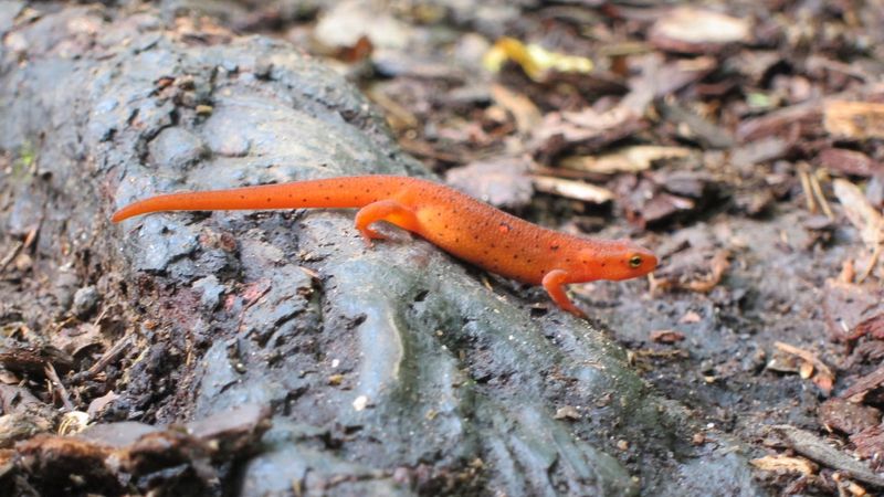 Wildlife Encounters in a True Wilderness Setting