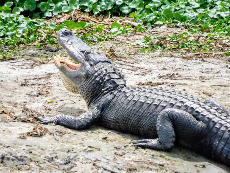 Wildlife Photography Opportunities Around Every Corner