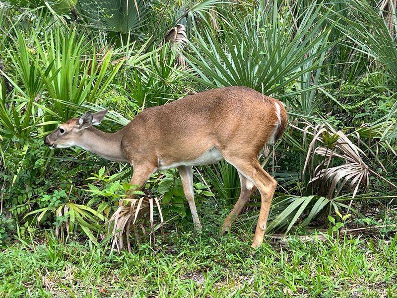 Wildlife-Rich Scenic Drive Through the Park Wildlife-Rich Scenic Drive Through the Park