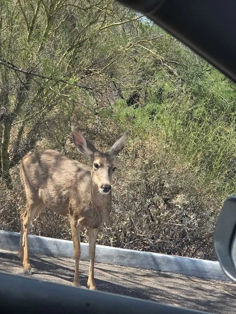 Wildlife Sightings That Add to the Magic