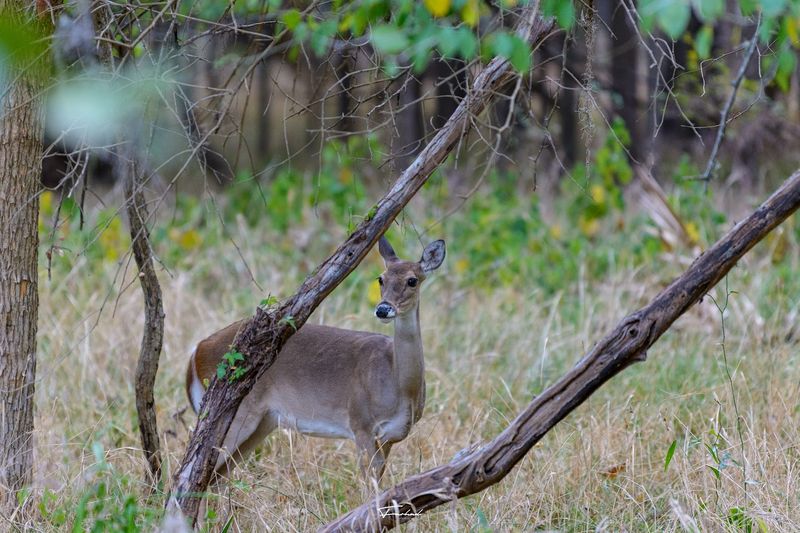 Wildlife Sightings That Will Leave You Amazed Wildlife Sightings That Will Leave You Amazed