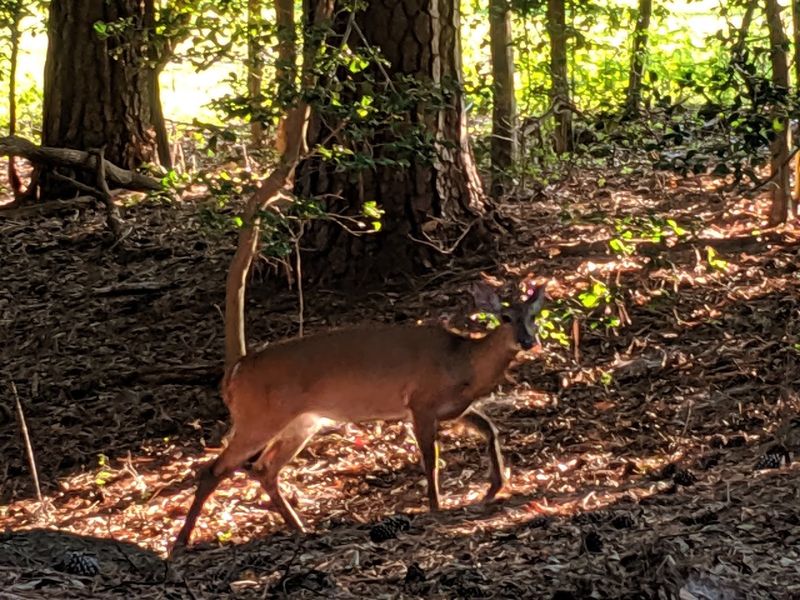 Wildlife Spotting Along the Trails