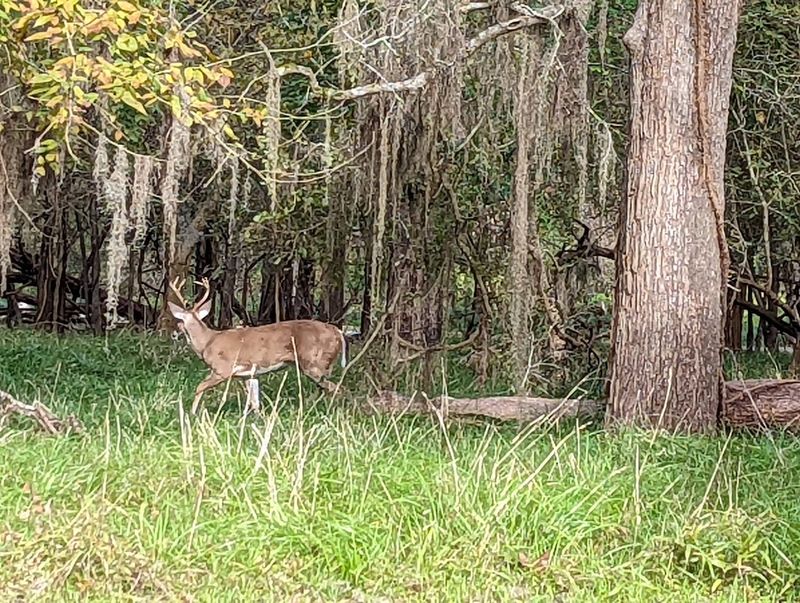 Wildlife Spotting Around Every Bend