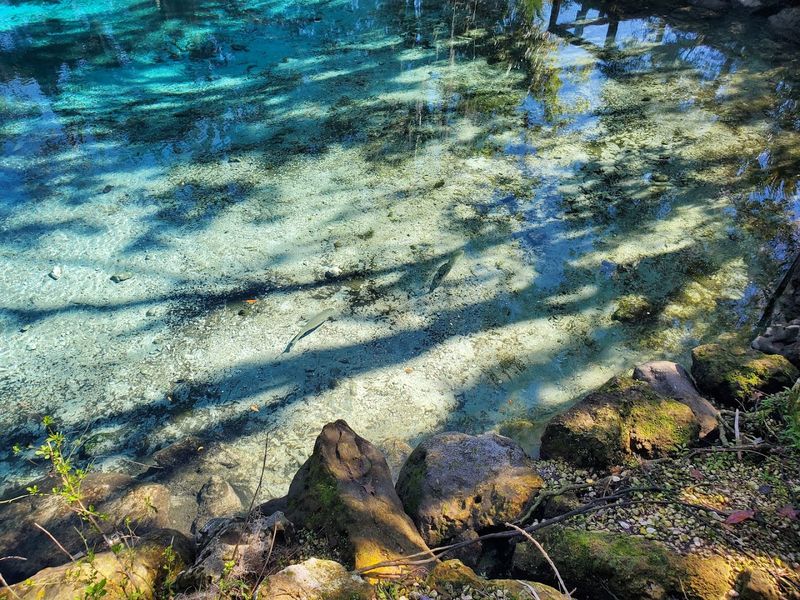 Wildlife Spotting Beyond the Manatees Wildlife Spotting Beyond the Manatees