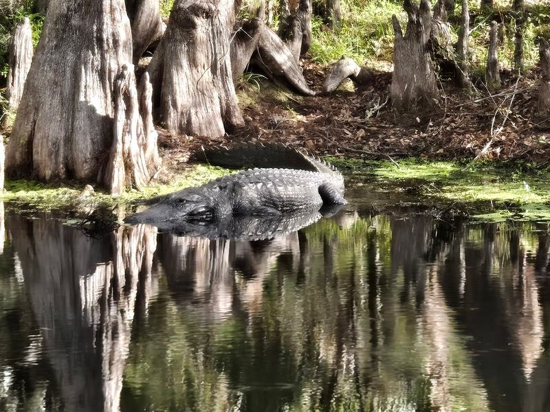 Wildlife Spotting That Keeps You on Your Toes