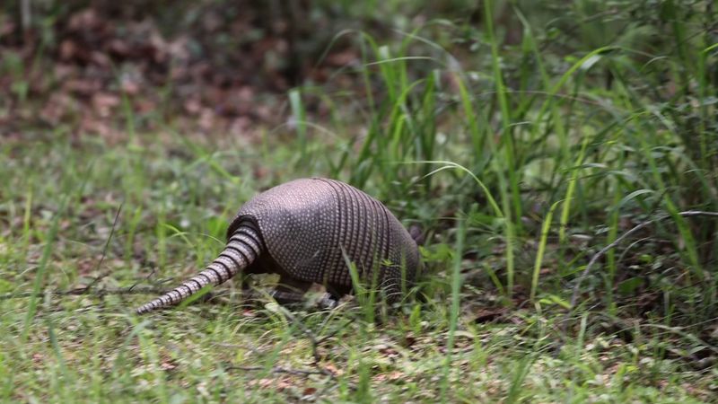 Wildlife Surprises You Never Expected to See