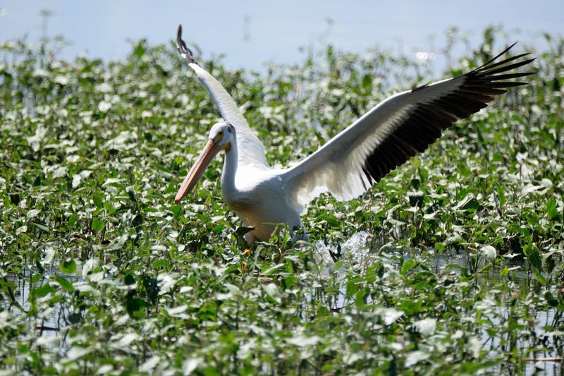 Wildlife That Will Leave You Speechless