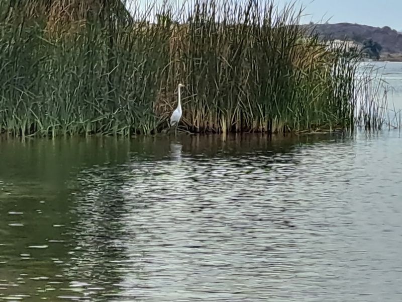 Wildlife Watching Along the River Corridor