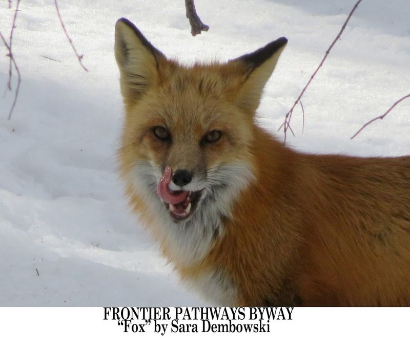 Wildlife Watching Along the Route