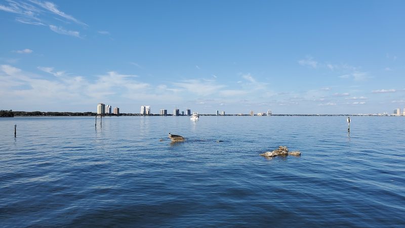 Wildlife Watching Along the Seawall