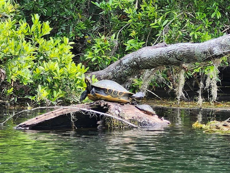 Wildlife Watching Around Every Bend