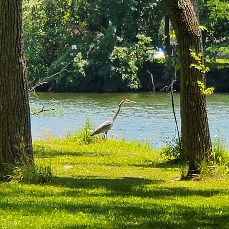 Wildlife Watching Around Every Corner