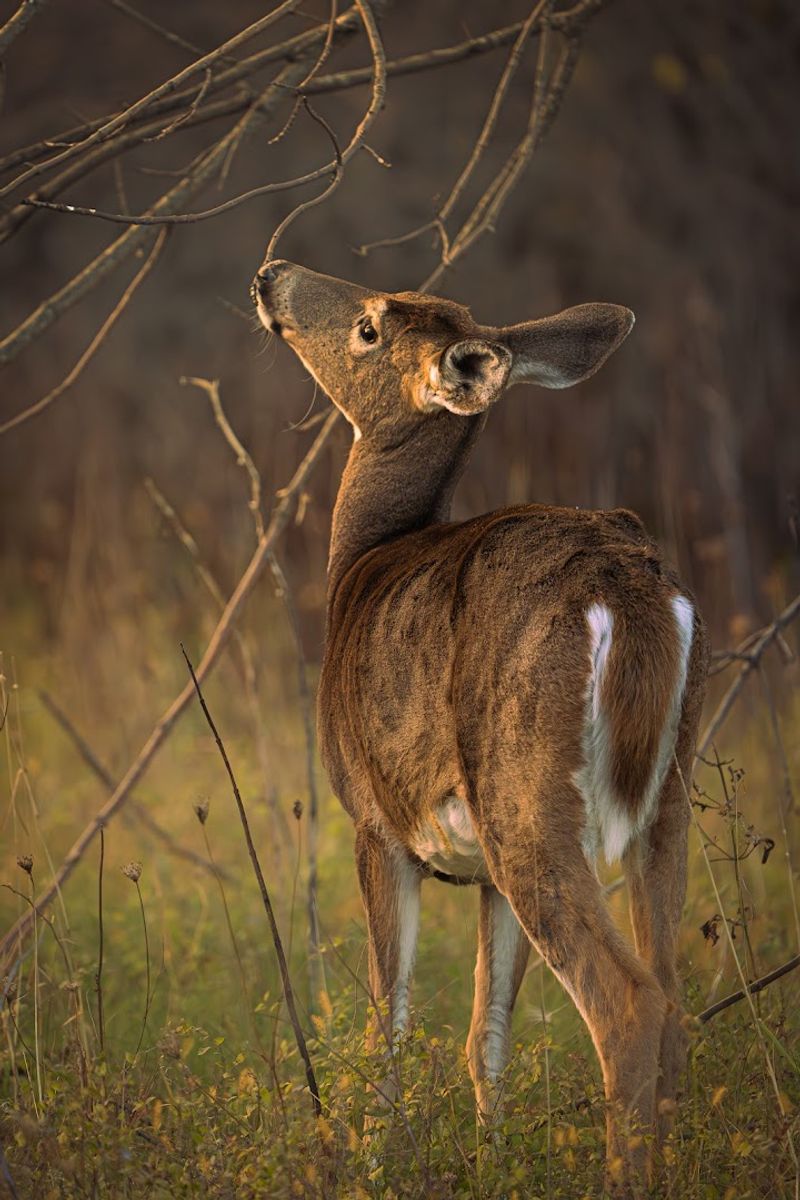 Wildlife Watching: Bears, Deer, and More Around Every Bend Wildlife Watching: Bears, Deer, and More Around Every Bend