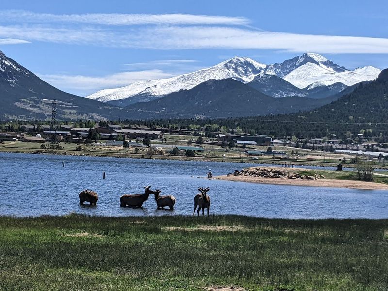 Wildlife Watching Beyond Just Elk Wildlife Watching Beyond Just Elk