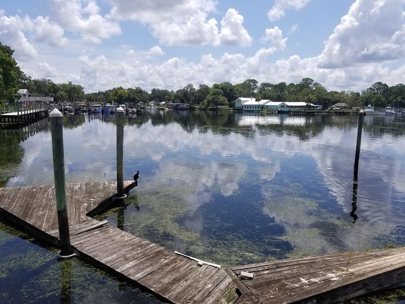 Wildlife Watching Beyond Just Manatees Wildlife Watching Beyond Just Manatees