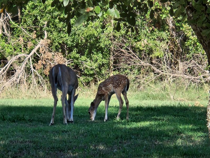 Wildlife Watching: From Deer to Roadrunners