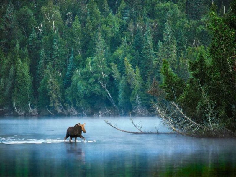 Wildlife Watching: Moose, Wolves, and Foxes Roam Free Here Wildlife Watching: Moose, Wolves, and Foxes Roam Free Here
