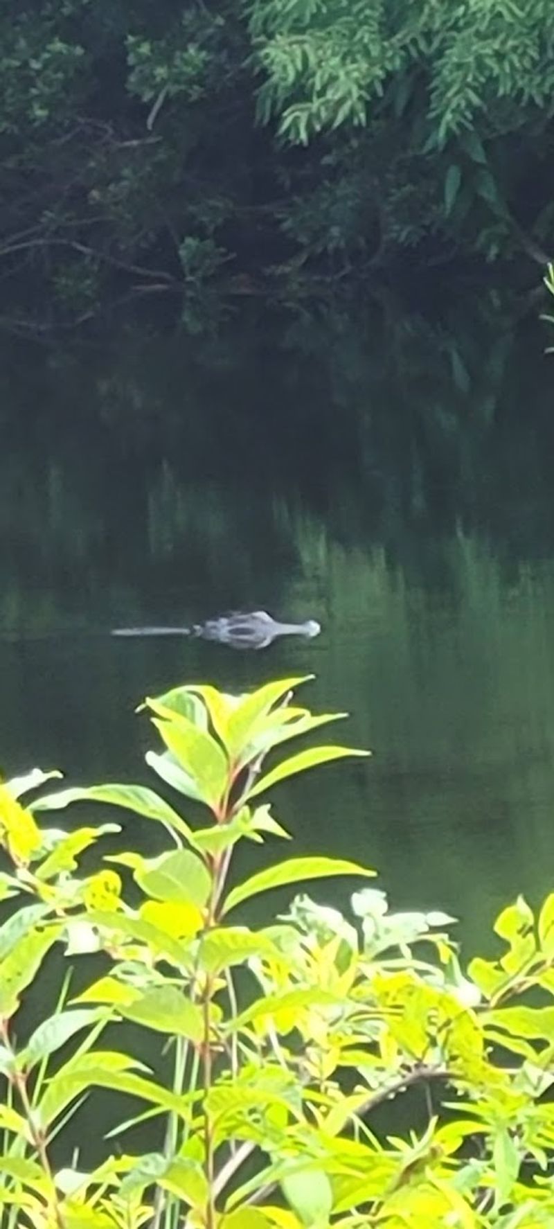 Wildlife Watching Opportunities
