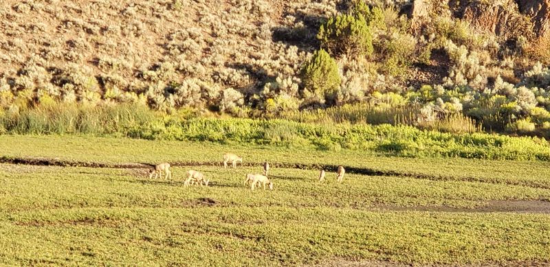 Wildlife Watching Opportunities