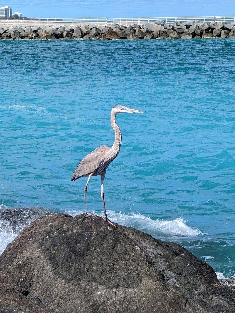 Wildlife Watching: Pelicans, Ospreys, and More Wildlife Watching: Pelicans, Ospreys, and More