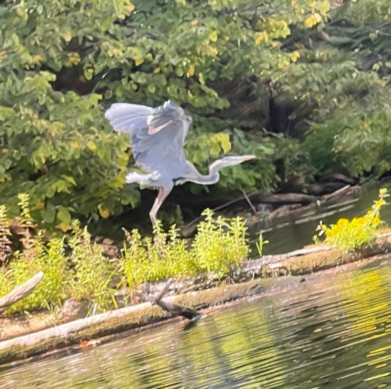 Wildlife Watching That Surprises Even Seasoned Nature Lovers