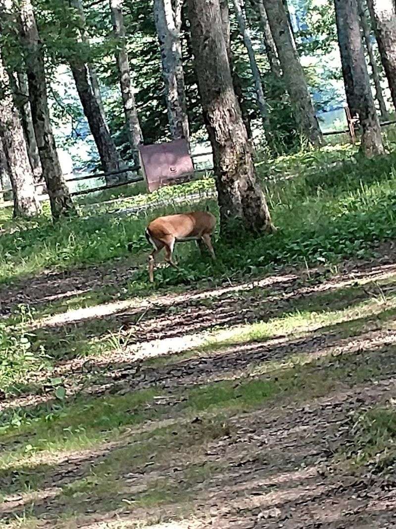 Wildlife Watching Throughout the Area