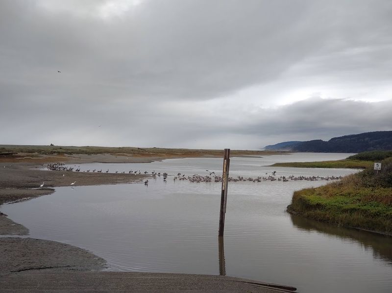 Wildlife Watching on Humboldt Bay Wildlife Watching on Humboldt Bay