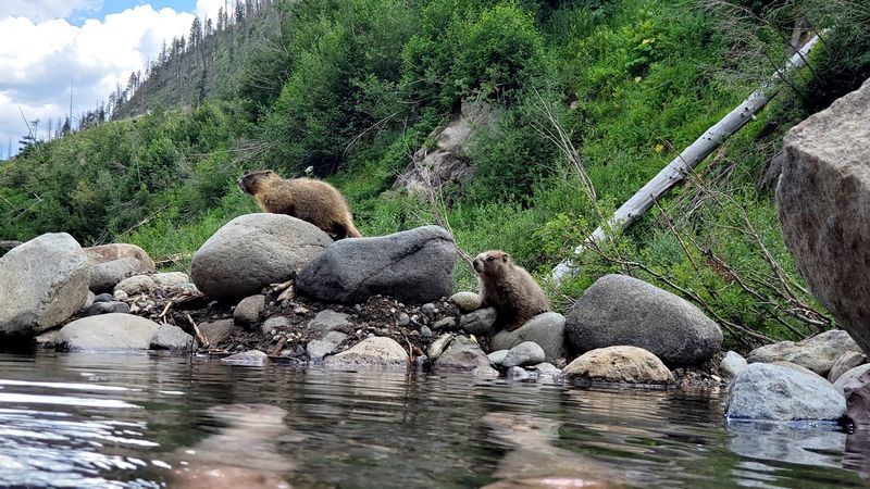 Wildlife You Might Encounter Along the Way Wildlife You Might Encounter Along the Way